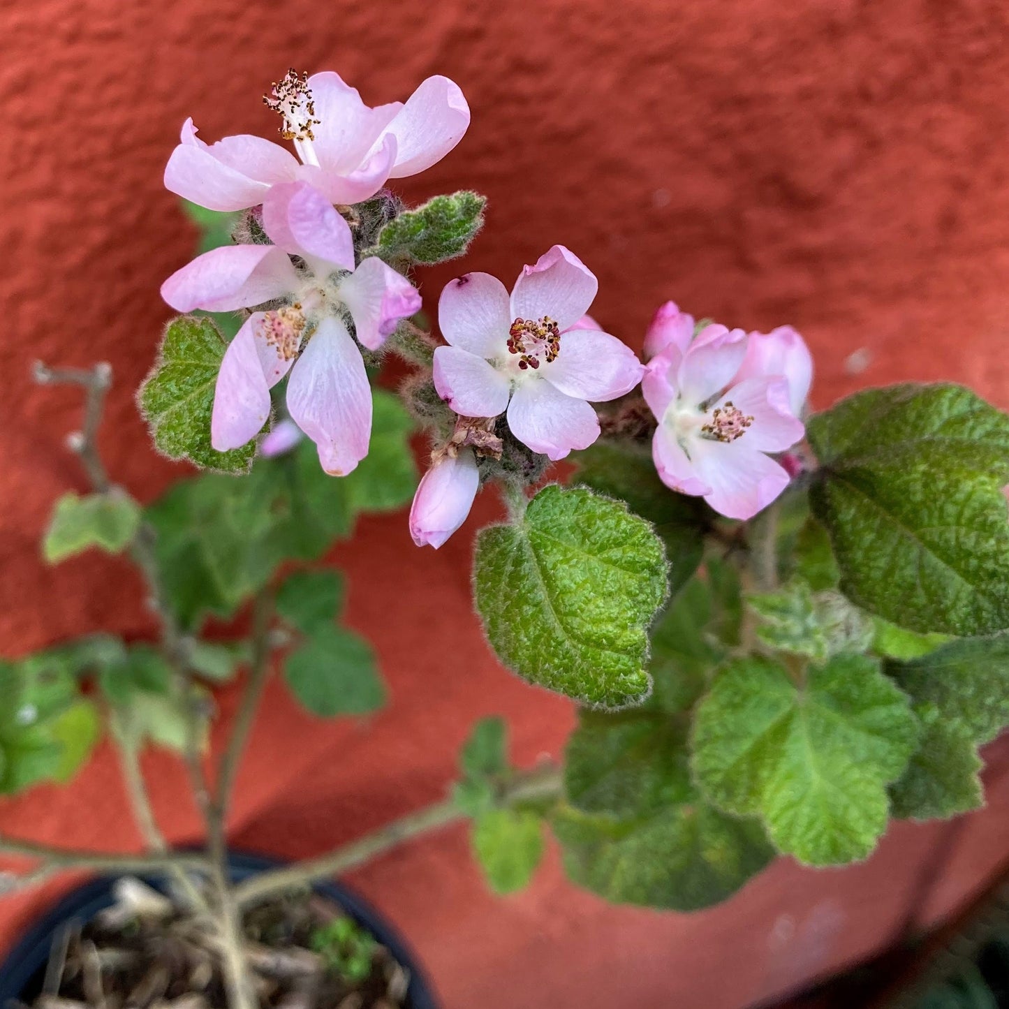 Malacothamnus clementinus - San Clemente Island Mallow