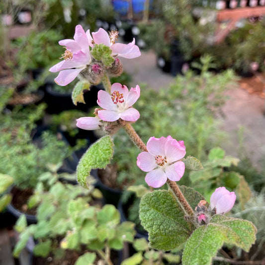 Malacothamnus clementinus - San Clemente Island Mallow