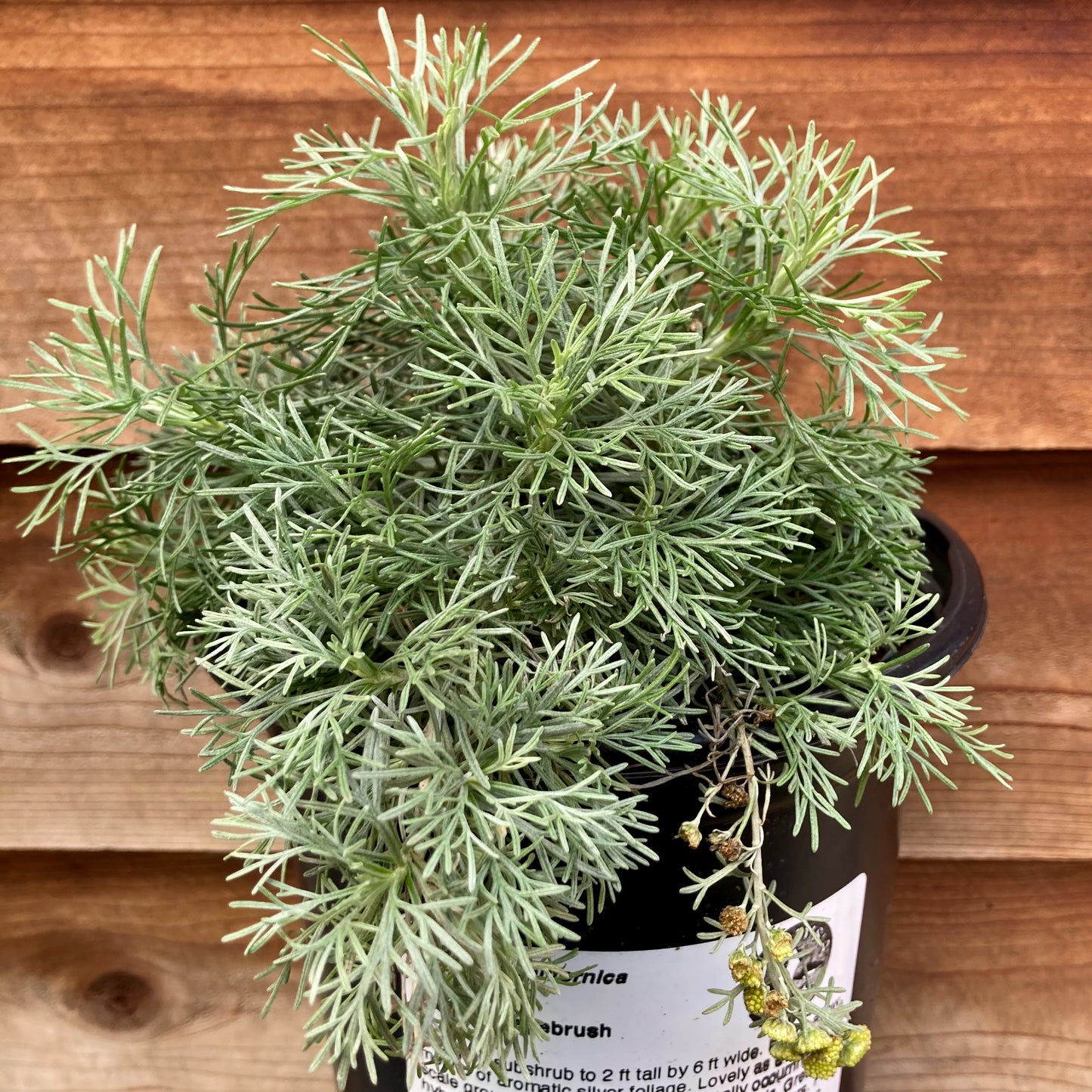 Artemisia californica 'Montara' - Montara Sagebrush