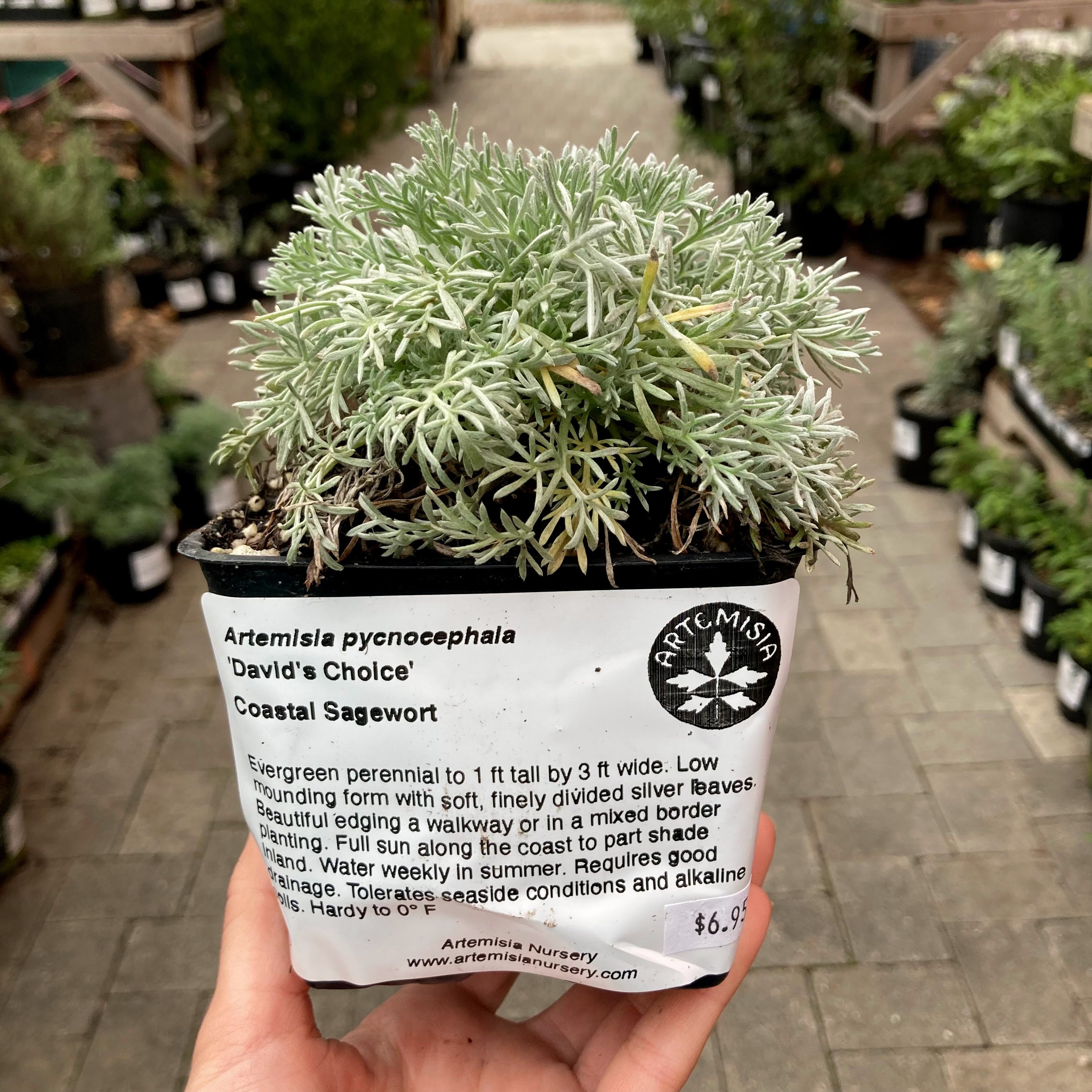 Artemisia pycnocephala 'David's Choice' - Coastal Sagewort – Artemisia ...