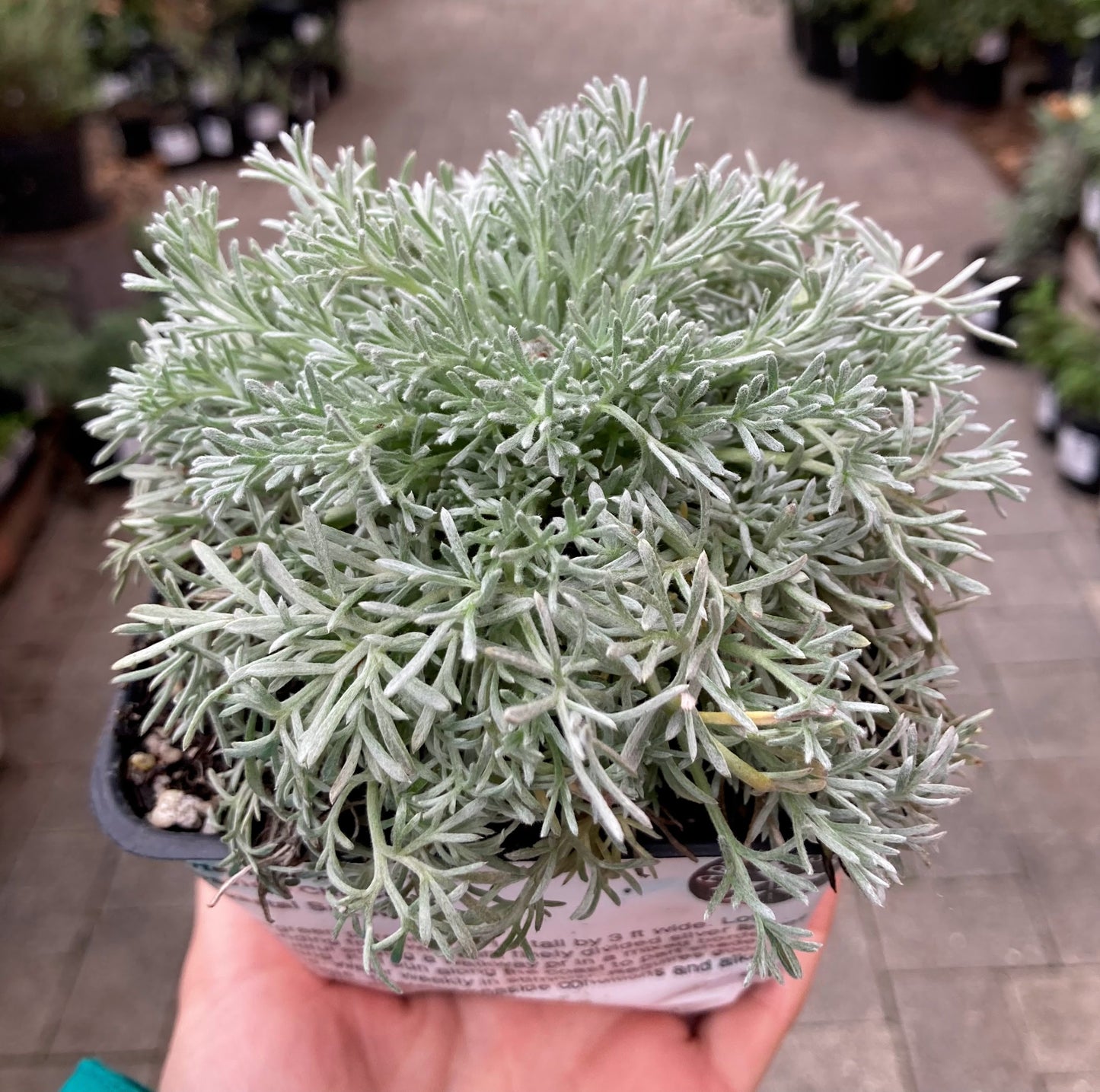 Artemisia pycnocephala 'David's Choice' - Coastal Sagewort