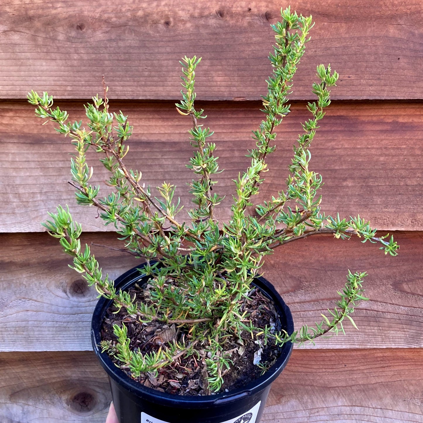 Eriogonum fasciculatum - California Buckwheat