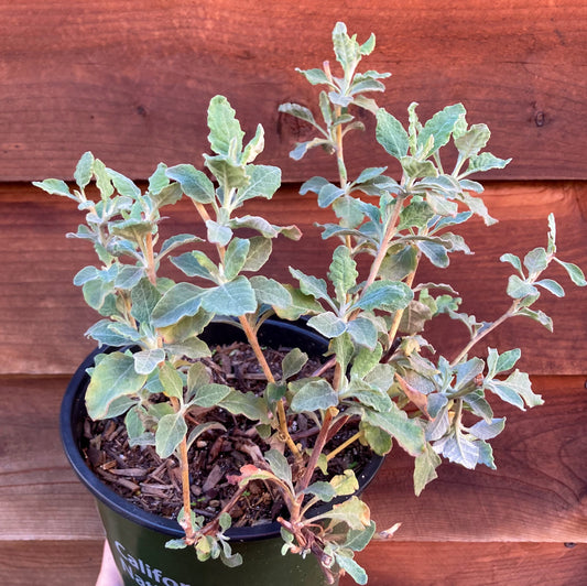 Eriogonum cinereum - Ashyleaf Buckwheat