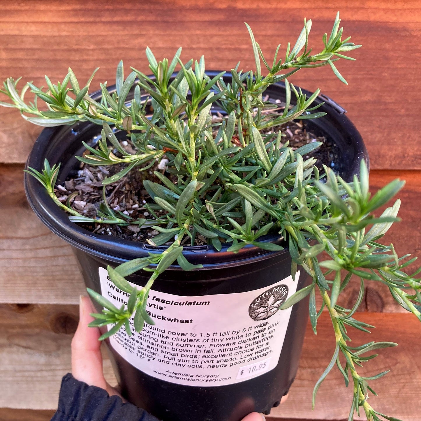 Eriogonum fasciculatum ‘Warriner Lyttle' - Warriner Lyttle California Buckwheat