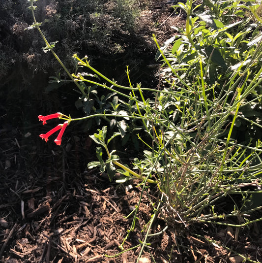 Galvezia juncea - Baja Bush Snapdragon