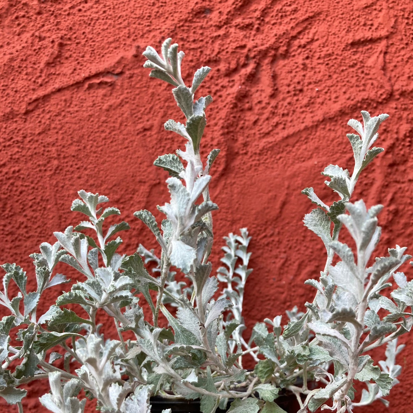 Lessingia filaginifolia ‘Silver Carpet’ - California Aster