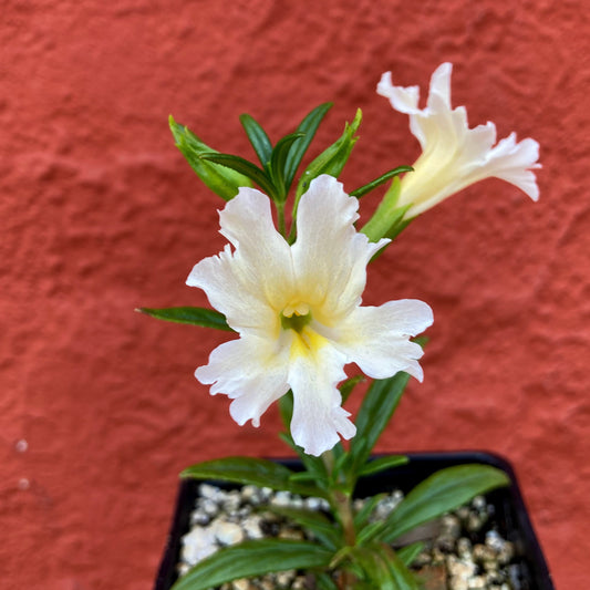 Mimulus bifidus 'White' - White Monkeyflower