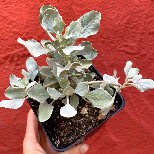 Salvia pachyphylla - Rose Sage