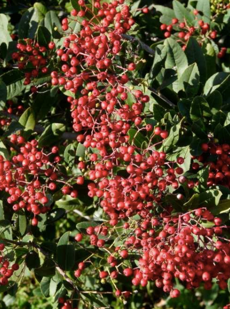 Heteromeles arbutifolia - Toyon