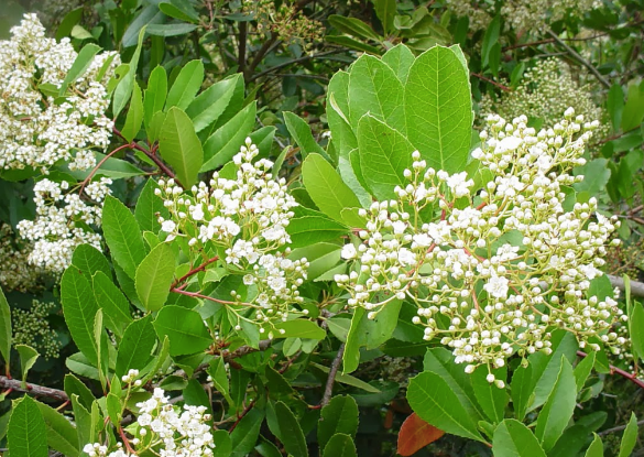 Heteromeles arbutifolia - Toyon