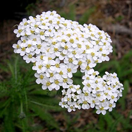 Achillea millefolium - Yarrow
