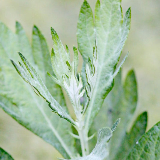 Artemisia douglasiana - Mugwort