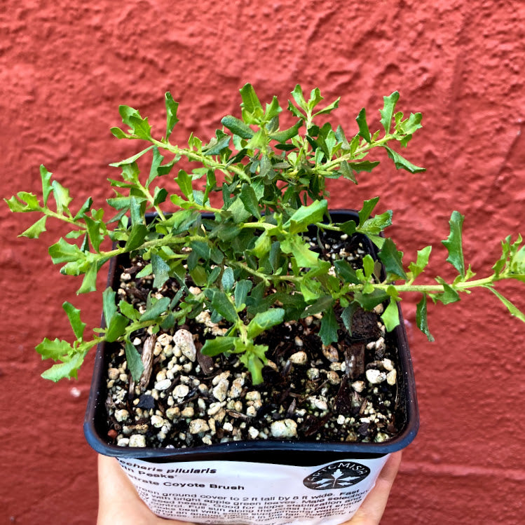 Baccharis pilularis 'Twin Peaks #2' - Prostrate Coyote Brush