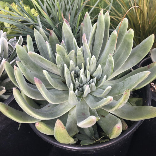 Dudleya traskiae - Santa Barbara Island Liveforever